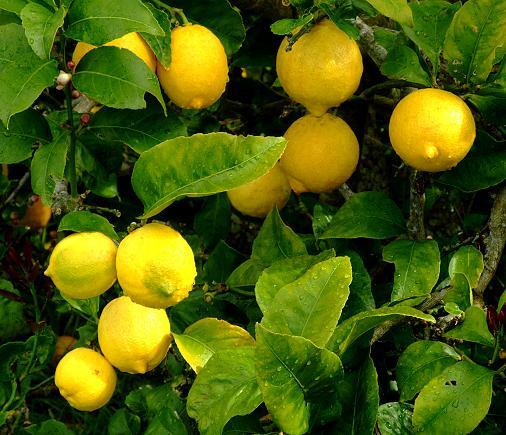 drzewo cytrynowe z dojrzałymi cytrynami. superfood zdrowe odżywianie żywienie fit źródło witamin