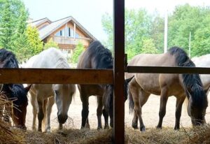 Konie pasą się sianem. hipoterapia kurs jazda konna ośrodek jeździecki trener terapia
