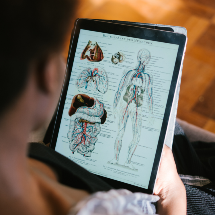 narządy wewnętrzne człowieka ogłada na tablecie kursant efib w trakcie nauki anatomii funkcjonalnej na kursie instruktora lub trenera