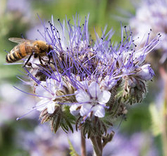 pszczoła siedzi na kwiecie facelii. miód Superfood zdrowe odżywanie żywienie dieta fit dietetyka