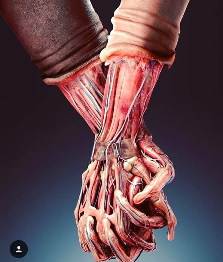 modele anatomiczne dwóch dłoni układają się w uścisk dłoni symbolizują bliskość pomoc. fizjoterapia ręki